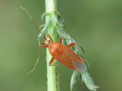 Calocoris nemoralis