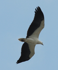 Haliaeetus leucogaster