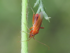 Calocoris nemoralis