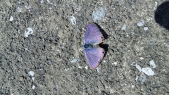Lampides boeticus