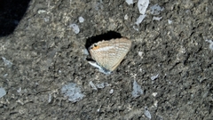 Lampides boeticus