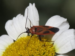 Calocoris nemoralis