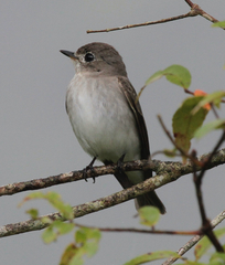 Ficedula westermanni