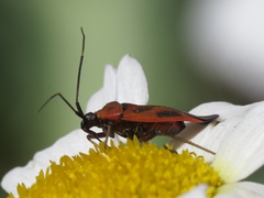 Calocoris nemoralis