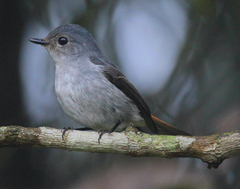 Ficedula westermanni