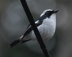 Ficedula westermanni