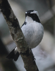 Ficedula westermanni