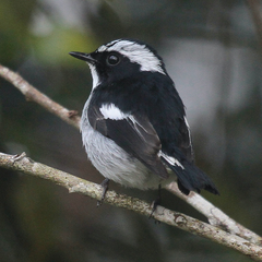 Ficedula westermanni