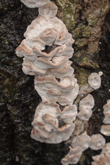 Bjerkandera adusta
