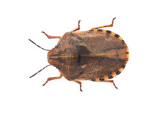 Eurygaster alternata