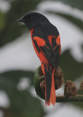 Pericrocotus solaris montanus