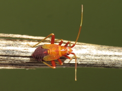 Calocoris nemoralis