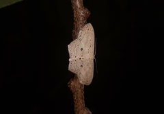 Scopula annularia
