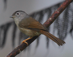 Alcippe peracensis peracensis