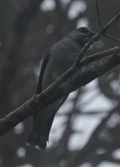 Coracina macei larutensis