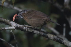 Stachyris nigriceps davisoni