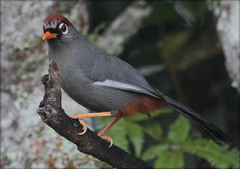 Pterorhinus mitratus