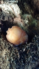 Archophileurus
