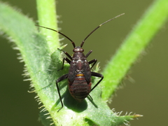 Calocoris nemoralis