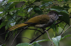 Ixos mcclellandii peracensis