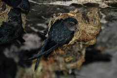 Collocalia affinis cyanoptila