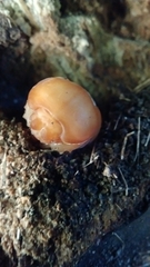Archophileurus