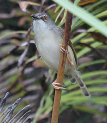 Prinia rufescens