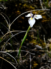 Moraea modesta
