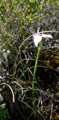 Moraea modesta