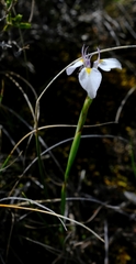 Moraea modesta