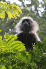 Trachypithecus selangorensis