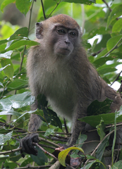 Macaca fascicularis