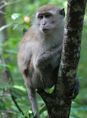 Macaca fascicularis