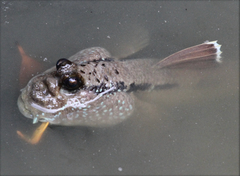 Periophthalmodon schlosseri