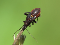 Calocoris nemoralis