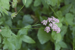 Chaerophyllum rubellum