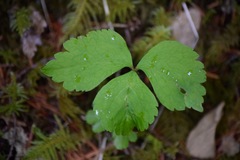 Anemonastrum deltoideum