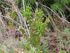Erica triflora