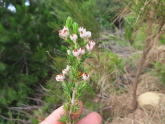 Erica triflora