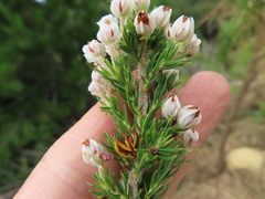 Erica triflora