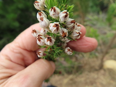 Erica triflora