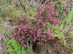 Erica setosa