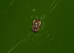 Araneidae