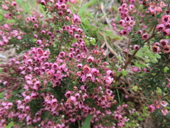 Erica setosa
