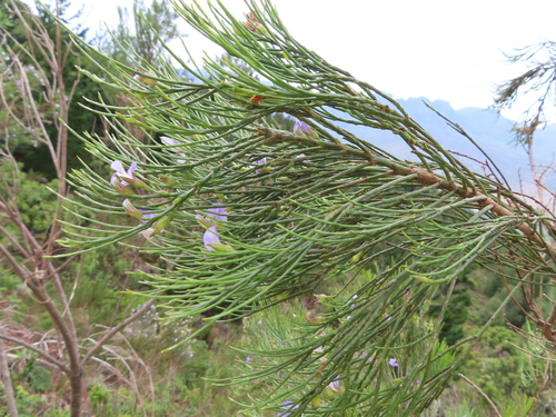 Image of Psoralea aphylla by (c) linkie, some rights reserved (CC BY)