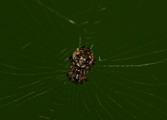 Araneidae