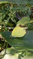 Eurema mandarina