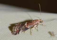 Acrobasis marmorea