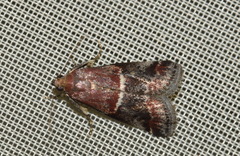 Acrobasis marmorea