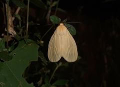 Pareuchaetes pseudoinsulata